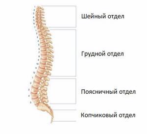 spine structure