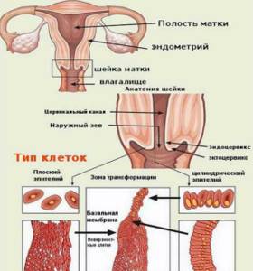Structure of the cervix