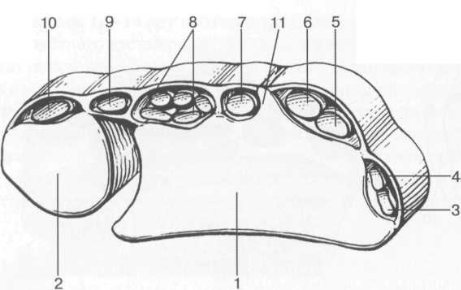 Сухожилия лучезапястного сустава по тыльной поверхности (каждая из групп в собственном синовиальном футляре).