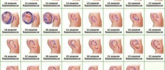 Таблица развития беременности