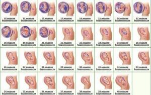 Таблица развития беременности