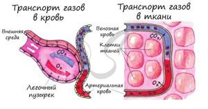 Transport of gases in the lungs and tissues