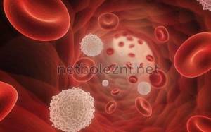 Platelets in human blood