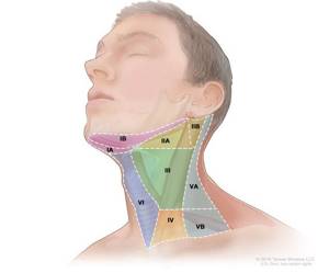 Levels of lymph nodes in the neck