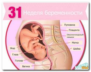 ultrasound at 31 weeks of pregnancy