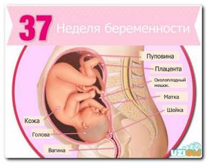 ultrasound at 37 weeks of pregnancy