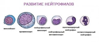 types of neutrophils