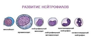 types of neutrophils
