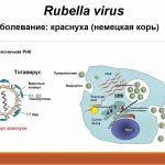 Rubella virus.jpg