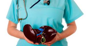 doctor holding a model of the liver